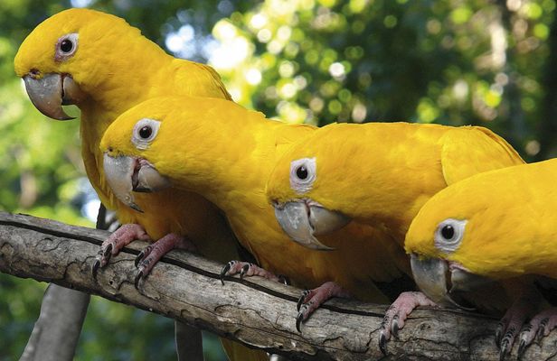 Bird Park guided tour with transportation
