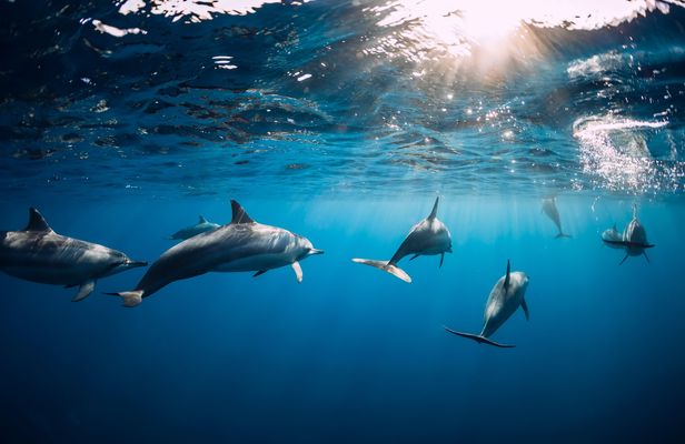 Mauritius dolphin watching, crater and temple tour