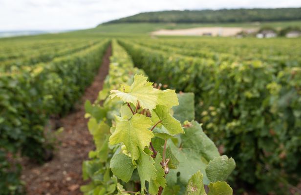 Morning Champagne and family growers from Reims