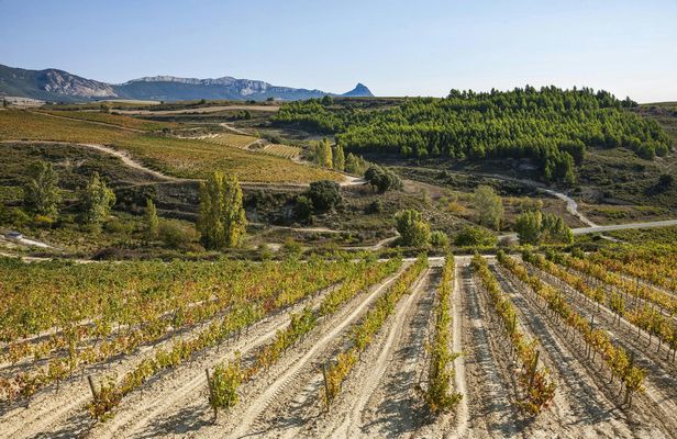 Visit to two wineries in La Rioja with pintxos from Bilbao