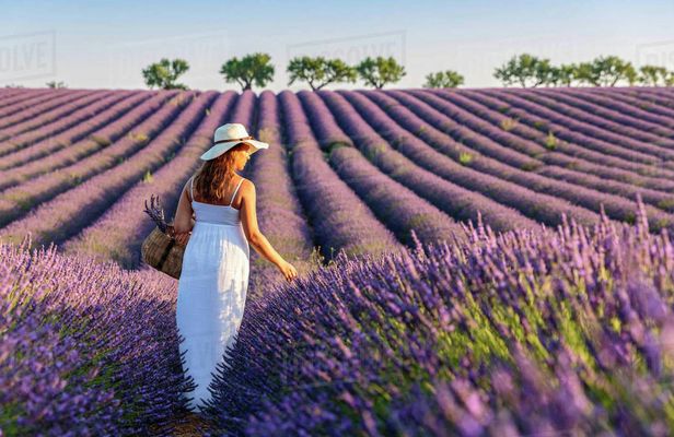 Provence and lavender full-day shared tour