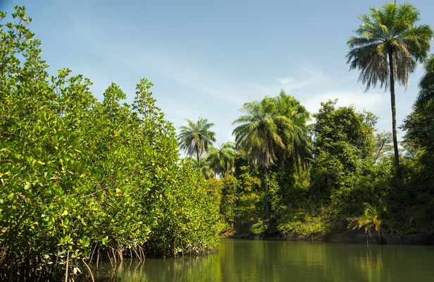Makasutu Culture Forest full-day tour