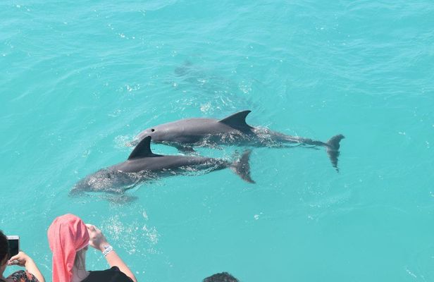 Key West dolphin watch and snorkeling sunset cruise