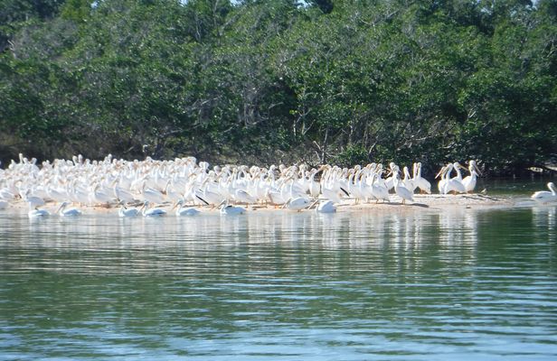Everglades National Park wildlife and beach expedition