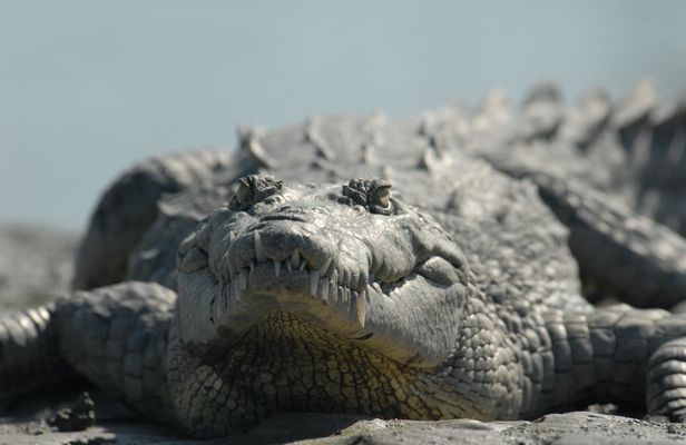 Everglades orchids and alligator kayak eco-tour