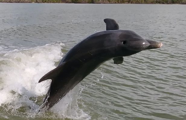 Everglades National Park dolphin, birding and wildlife boat tour