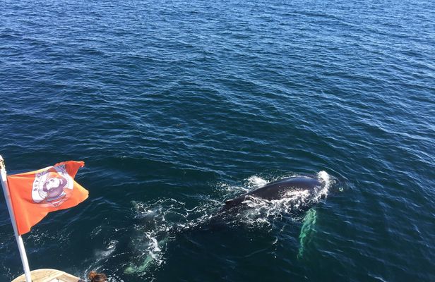 Whale watching and northern lights tour from Reykjavik
