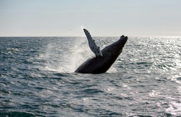 Whale watching tour in Reykjavik