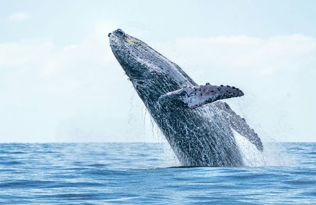 Bora Bora whale watching tour