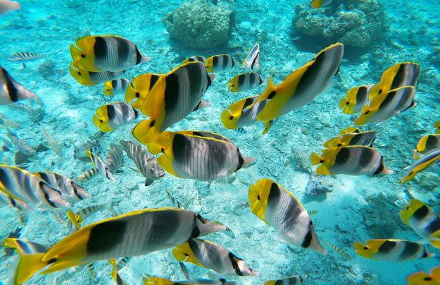 Bora Bora Glass-Bottom Boat Tour