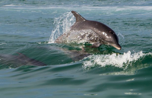 Key West morning dolphin watch and snorkeling