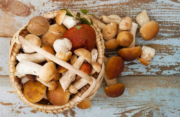 Mushroom hunting in Provence with breakfast