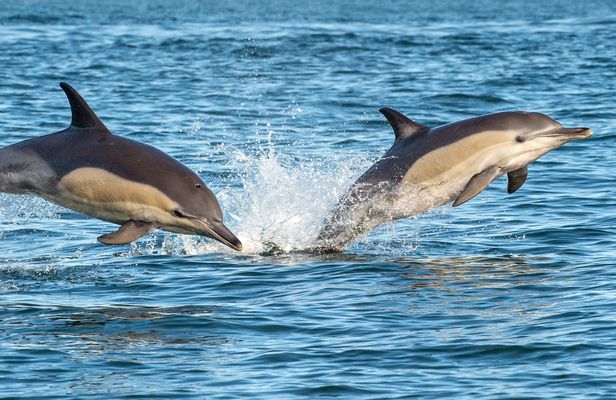 Dolphin watching half-day tour