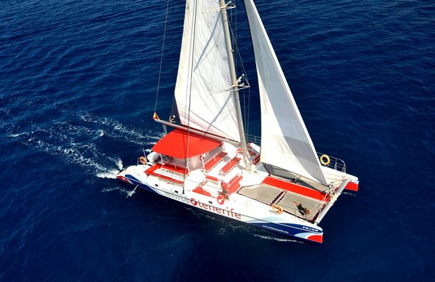 3-hour whale and dolphin observation on an eco-catamaran
