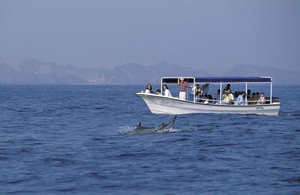 Dolphin watching and snorkeling in Oman