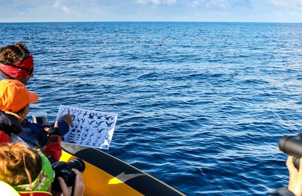 3-hour marine birdwatching expedition from Vila Franca do Campo