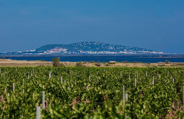 Small-group wine tasting tour from Sète