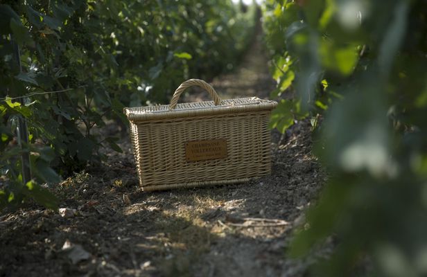 Guided tour of the Vollereaux Champagne cellar with a picnic in the vineyard