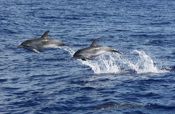 Amazing land & sea tour with open roof 4x4 and dolphin spotting