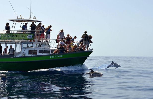 Flipper Whale Watching Morning Boat Trip Ticket