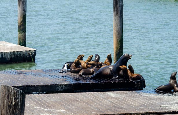 San Francisco bus tour with Bay cruise