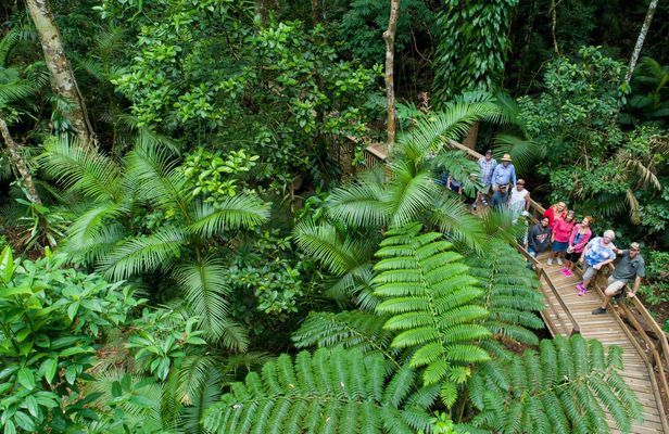 Daintree Rainforest, Cape Tribulation and Bloomfield Track small group tour
