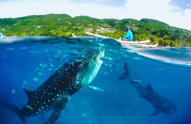 Full-day Oslob whale shark and  Kawasan waterfalls tour