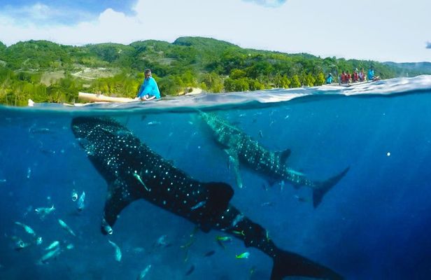 Full-day Oslob whale shark and canyoneering adventure