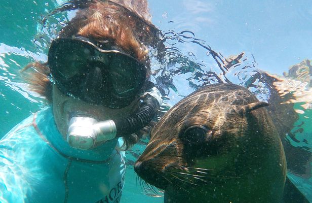 Swim with seals in Plettenberg Bay
