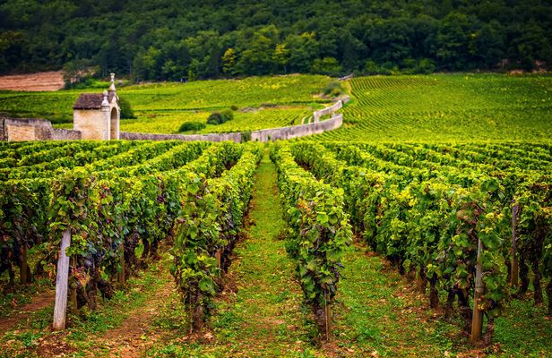 Burgundy wine tour in Chablis from Paris with tasting 12+ drinks