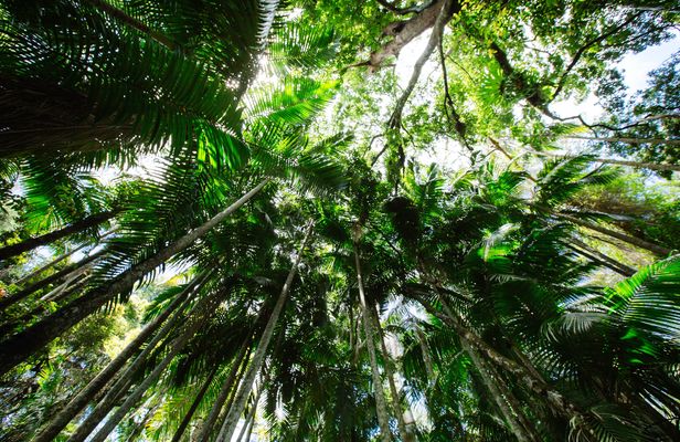 Lamington National Park, O'Reilly's and vineyard tour