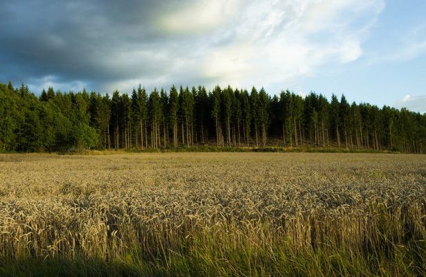 Evening wildlife safari with Swedish midsummer meal
