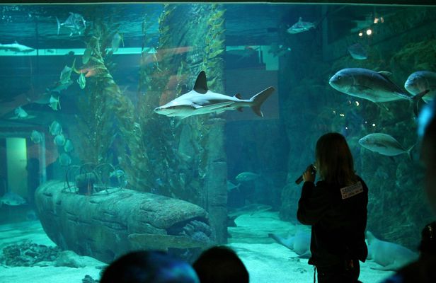Skip-the-line ticket for the Seaquarium
