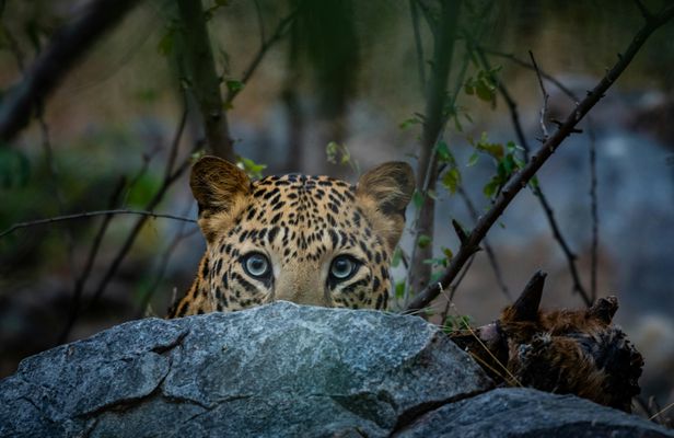 Jhalana Leopard Sanctuary Half-Day Private Tour