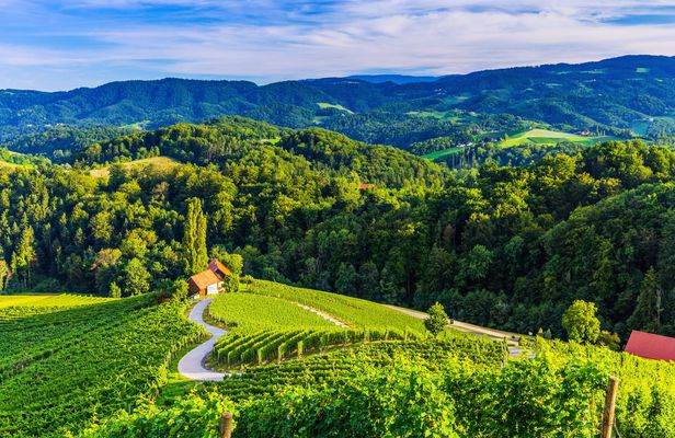 Tour of Maribor, Ptuj and the heart of the vineyards