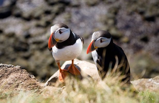 Hike to the wonder world of Látrabjarg