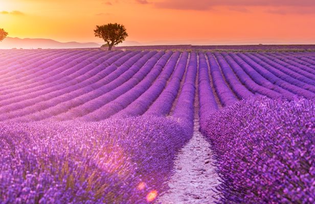 Tour of the fields of lavender and Gorges du Verdon from Nice