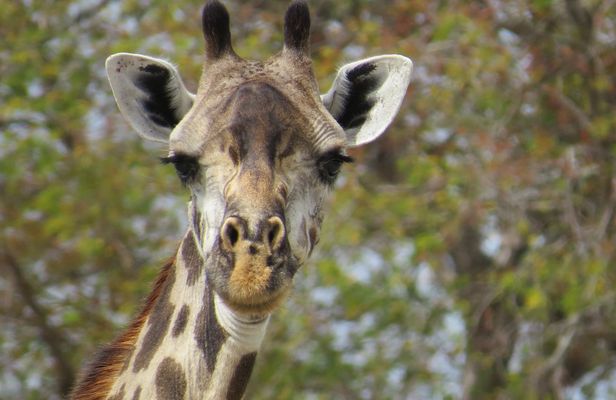 Nyerere National Park one-day safari from Zanzibar with flights