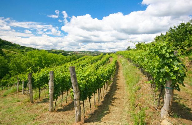Wine hills of Goriska Brda day trip from Ljubljana