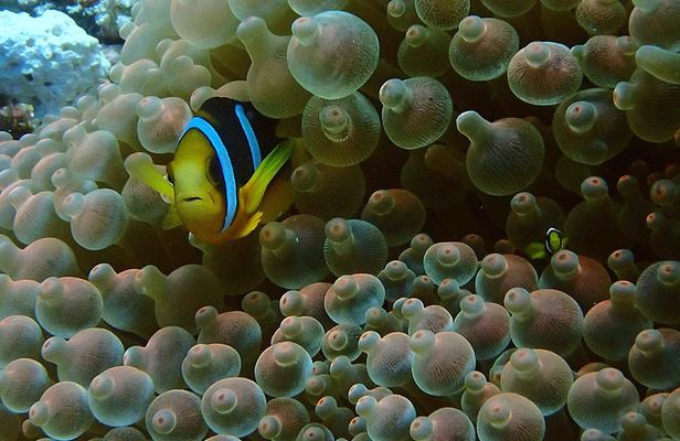 PADI Discover Scuba Diving from RIU Atoll and RIU Palace Maldivas