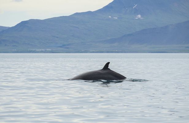 ATV riding and whale watching combo