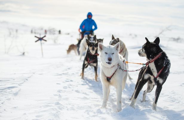 Dogsledding experience in Sälen
