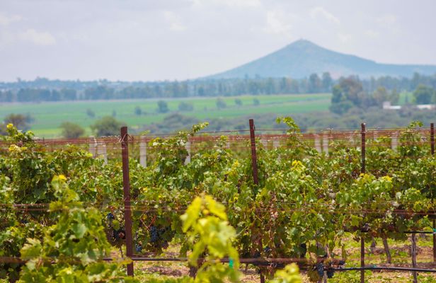 Queretaro wine and cheese private tour from Mexico City