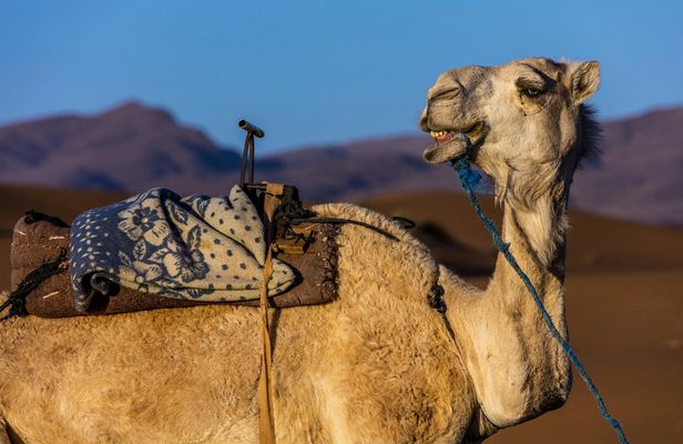 Agadir camel safari