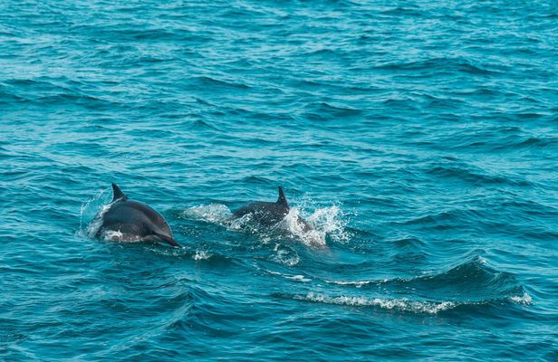 Mirissa whale watching from Colombo