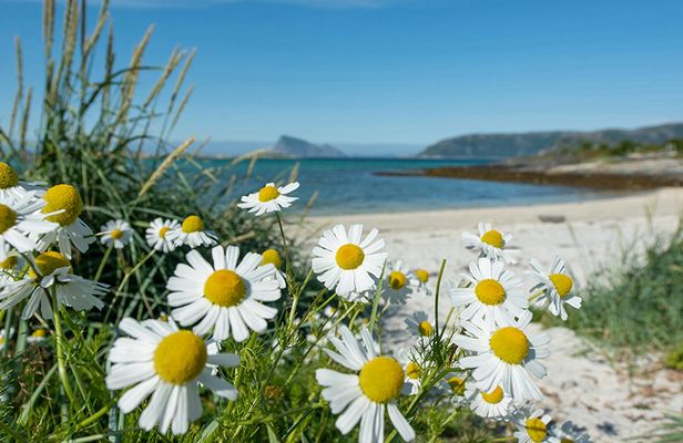Summer Arctic landscapes