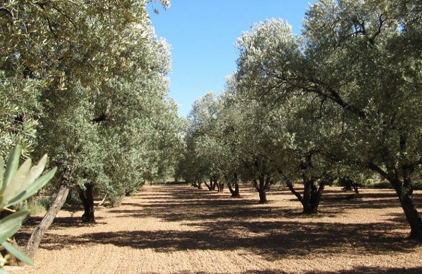 Olive oil tour and visit to the historical village of Belchite