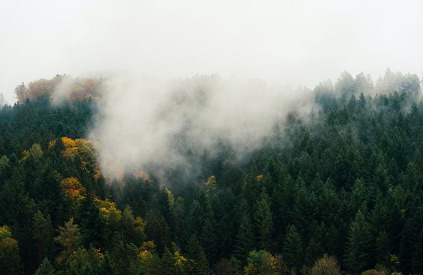 Culture and traditions private hike through the Black Forest