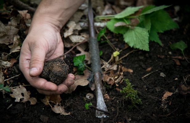 Burgundy truffle hunting demonstration and truffle lunch