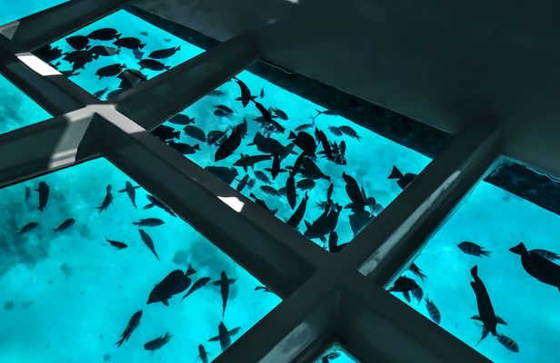 Coral viewing glass bottom-boat tour in Aqaba with open buffet